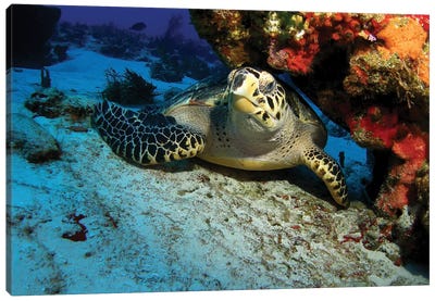 A Hawksbill Sea Turtle Resting Under A Reef In Cozumel, Mexico Canvas Art Print