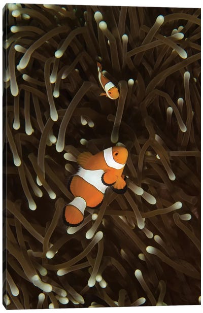 A Pair Of Anemonefish In Its Host Anemone, Manado, Indonesia Canvas Art Print