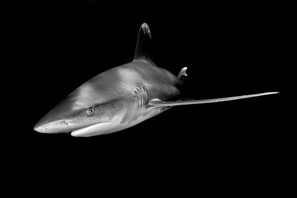 Sharks: Inside A School Of Jack Fish, Cabo Pulmo, Mexico by Brent Barnes
