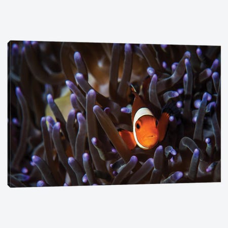 A Clownfish In An Anemone, North Sulawesi, Indonesia Canvas Print #TRK1983} by Brook Peterson Canvas Print