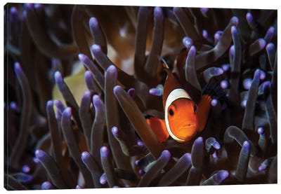 A Clownfish In An Anemone, North Sulawesi, Indonesia Canvas Art Print - Brook Peterson