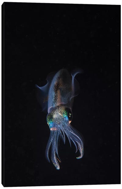 A Reef Squid Hovers Above The Sandy Bottom Of The Ocean I Canvas Art Print