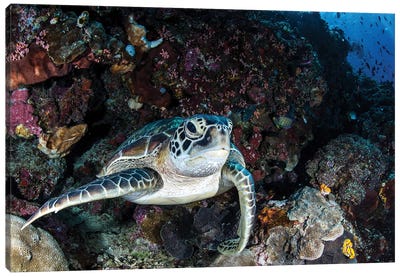 A Turtle Rests On A Ledge On A Coral Reef, North Sulawesi, Indonesia Canvas Art Print