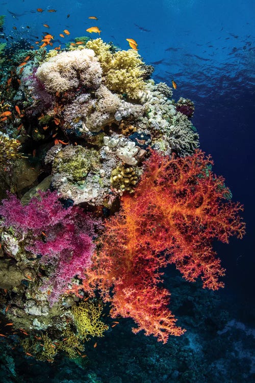 Reef Scene In The Red Sea