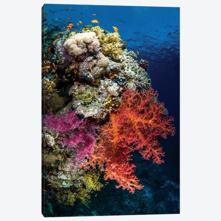 Reef Scene In The Red Sea Canvas Print #TRK1990} by Brook Peterson Canvas Art