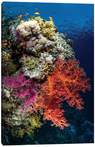 Reef Scene In The Red Sea Canvas Art Print - Pantone Living Coral 2019