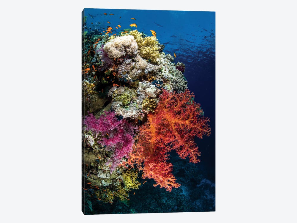 Reef Scene In The Red Sea by Brook Peterson 1-piece Canvas Artwork