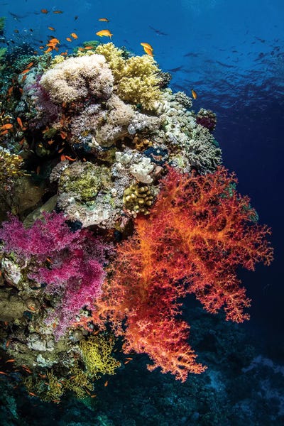 Coral: Reef Scene In The Red Sea by Brook Peterson