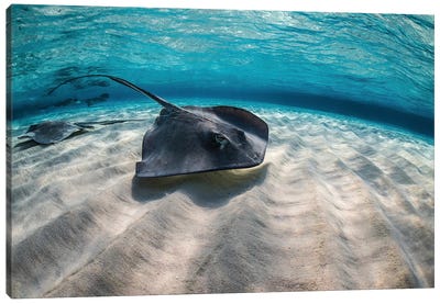 Stingrays Swimming The Ocean Floor, Grand Cayman, Cayman Islands Canvas Art Print - Sea Life Art