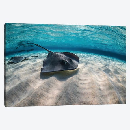 Stingrays Swimming The Ocean Floor, Grand Cayman, Cayman Islands Canvas Print #TRK1991} by Brook Peterson Canvas Artwork