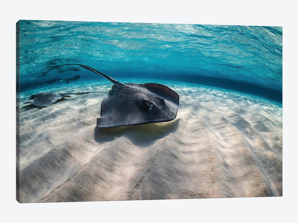 Stingrays Swimming The Ocean Floor, Grand Cayman, Cayman Islands by Brook Peterson 1-piece Art Print