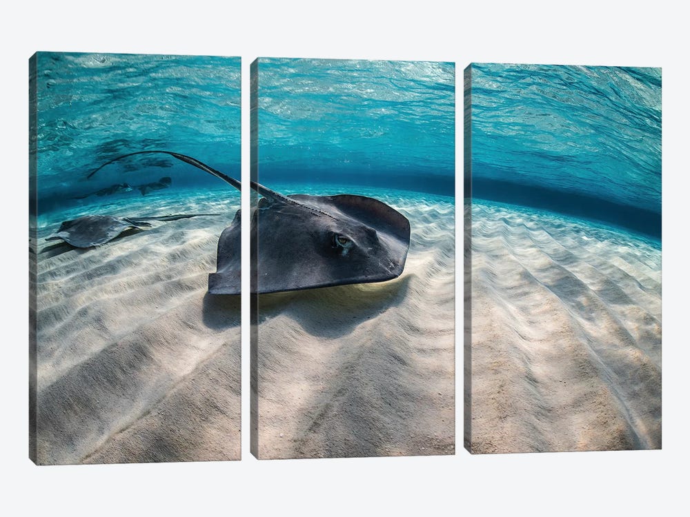Stingrays Swimming The Ocean Floor, Grand Cayman, Cayman Islands by Brook Peterson 3-piece Art Print