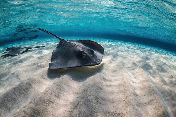 Rays: Stingrays Swimming The Ocean Floor, Grand Cayman, Cayman Islands by Brook Peterson