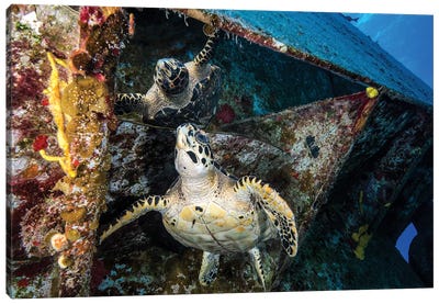 Turtle Gazes At Its Reflection Under The USS Kittiwake Shipwreck In Cayman Islands Canvas Art Print - Brook Peterson
