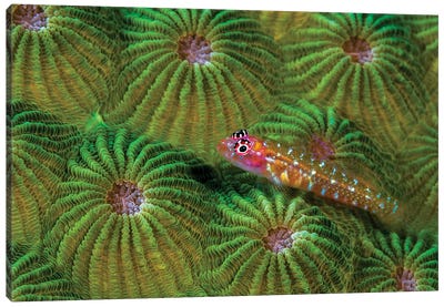 A Pygmy Goby, New Ireland, Papua New Guinea Canvas Art Print - Bruce Shafer