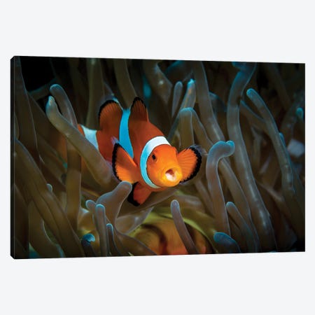 False Clown Anemonefish In Host Anemone, Anilao, Philippines Canvas Print #TRK1998} by Bruce Shafer Canvas Artwork