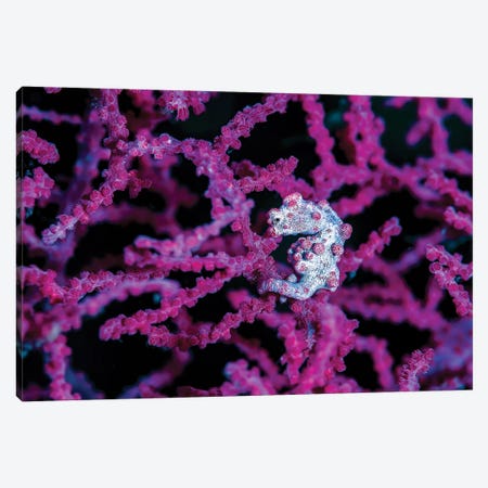 Pregnant Pygmy Seahorse In Environment, Bohol Sea, Philippines Canvas Print #TRK2000} by Bruce Shafer Canvas Artwork