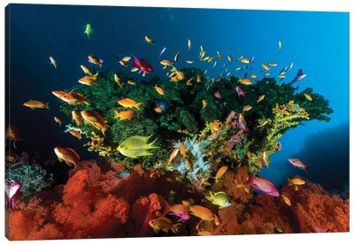 Reef Scene With Anthias Fish, Cebu, Philippines Canvas Art Print - Bruce Shafer