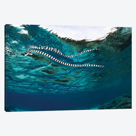 A Banded Sea Snake (Laticauda Colubrina) Swims At The Surface, Indonesia Canvas Print #TRK2002} by Ethan Daniels Canvas Art