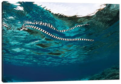 A Banded Sea Snake (Laticauda Colubrina) Swims At The Surface, Indonesia Canvas Art Print
