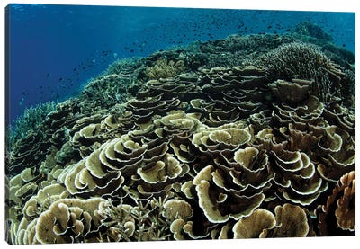 A Beautiful And Fragile Coral Reef Grows In Komodo National Park, Indonesia I Canvas Art Print