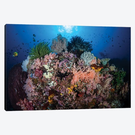 A Beautiful And Fragile Coral Reef Grows In Komodo National Park, Indonesia II Canvas Print #TRK2004} by Ethan Daniels Canvas Print