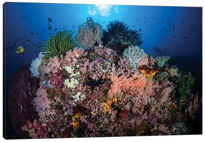 A Beautiful And Fragile Coral Reef Grows In Komodo National Park, Indonesia II Canvas Art Print