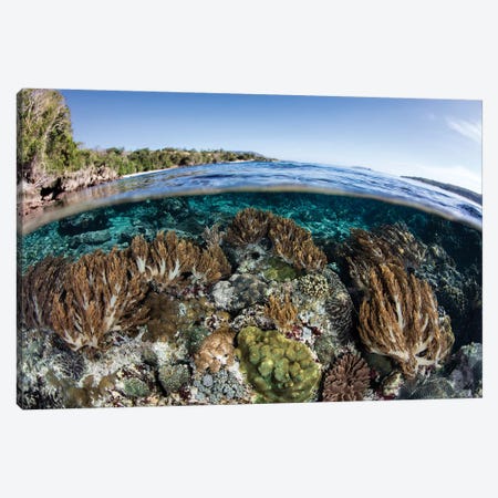 A Beautiful Coral Reef Thrives In Shallow Water In The Lesser Sunda Islands Canvas Print #TRK2006} by Ethan Daniels Canvas Print