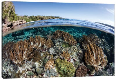 A Beautiful Coral Reef Thrives In Shallow Water In The Lesser Sunda Islands Canvas Art Print