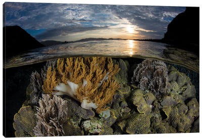 A Beautiful Set Of Corals Grows In Shallow Water In Komodo National Park, Indonesia Canvas Art Print - Stocktrek Images
