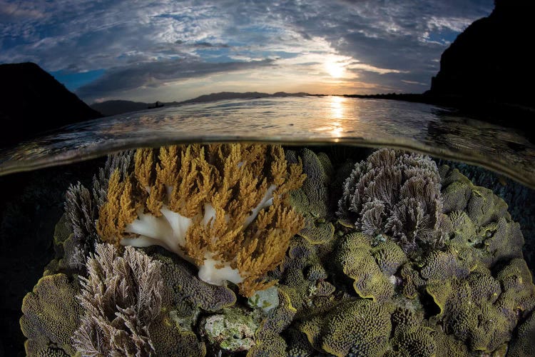 A Beautiful Set Of Corals Grows In Shallow Water In Komodo National Park, Indonesia