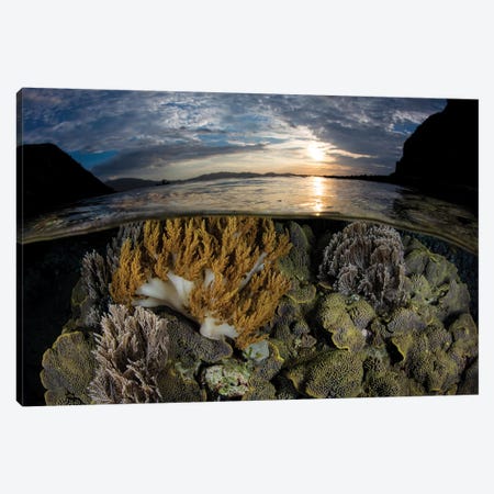A Beautiful Set Of Corals Grows In Shallow Water In Komodo National Park, Indonesia Canvas Print #TRK2007} by Ethan Daniels Art Print