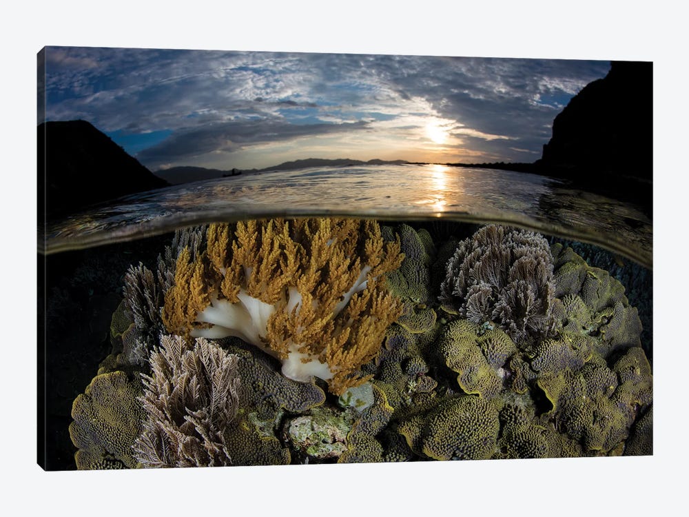 A Beautiful Set Of Corals Grows In Shallow Water In Komodo National Park, Indonesia by Ethan Daniels 1-piece Canvas Wall Art