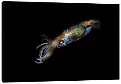 A Bigfin Reef Squid Off The Coast Of Komodo Island In Komodo National Park II Canvas Art Print - Bali