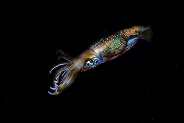 Squid: A Bigfin Reef Squid Off The Coast Of Komodo Island In Komodo National Park II by Ethan Daniels