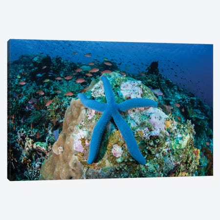 A Blue Starfish Clings To A Coral Reef In Indonesia Canvas Print #TRK2010} by Ethan Daniels Canvas Print
