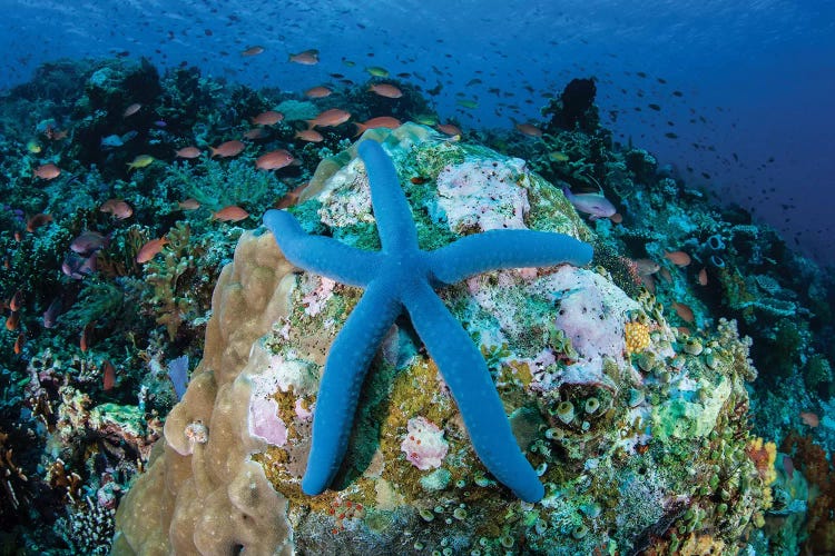 A Blue Starfish Clings To A Coral Reef In Indonesia