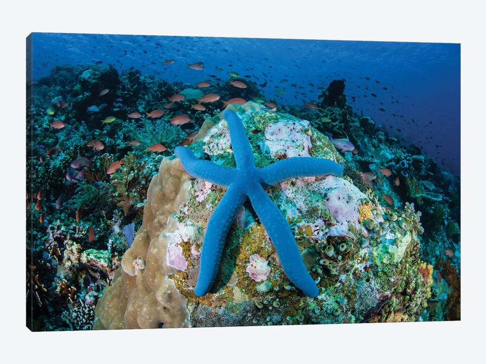 A Blue Starfish Clings To A Coral Reef In Indonesia by Ethan Daniels 1-piece Canvas Wall Art