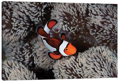 A Clownfish Swims Among The Tentacles Of Its Host Anemone In Indonesia Canvas Art Print