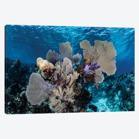 A Colorful Set Of Gorgonians On A Diverse Reef In The Caribbean Sea I Canvas Print #TRK2012} by Ethan Daniels Canvas Art Print
