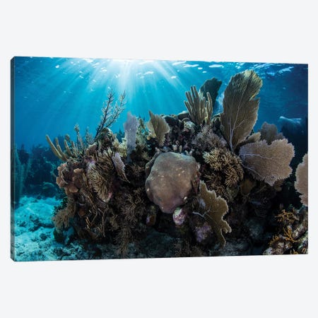 A Colorful Set Of Gorgonians On A Diverse Reef In The Caribbean Sea II Canvas Print #TRK2013} by Ethan Daniels Canvas Print