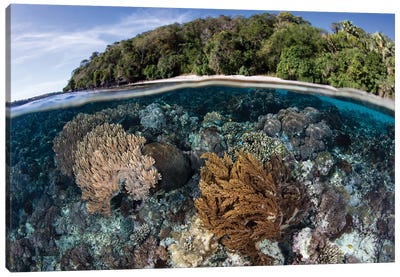 A Coral Reef Thrives In Shallow Water Near Alor In The Lesser Sunda Islands Of Indonesia Canvas Art Print