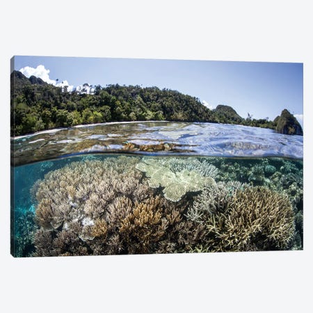 A Diverse Array Of Corals Grow In Raja Ampat, Indonesia Canvas Print #TRK2015} by Ethan Daniels Canvas Artwork