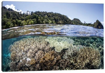 A Diverse Array Of Corals Grow In Raja Ampat, Indonesia Canvas Art Print