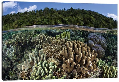 A Diverse Array Of Reef-Building Corals In Raja Ampat, Indonesia I Canvas Art Print