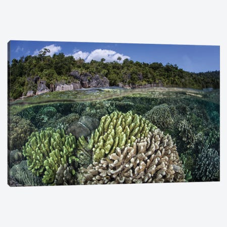 A Diverse Array Of Reef-Building Corals In Raja Ampat, Indonesia II Canvas Print #TRK2017} by Ethan Daniels Canvas Art
