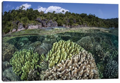 A Diverse Array Of Reef-Building Corals In Raja Ampat, Indonesia II Canvas Art Print