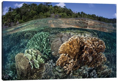 A Diverse Array Of Reef-Building Corals In Raja Ampat, Indonesia III Canvas Art Print
