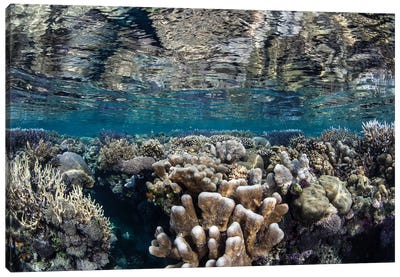 A Diverse Coral Reef Grows In Shallow Water In The Solomon Islands I Canvas Art Print