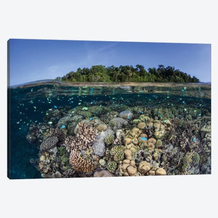 A Diverse Coral Reef Grows In Shallow Water In The Solomon Islands II Canvas Print #TRK2021} by Ethan Daniels Canvas Art